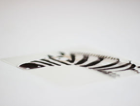 Bügelbild Zebra