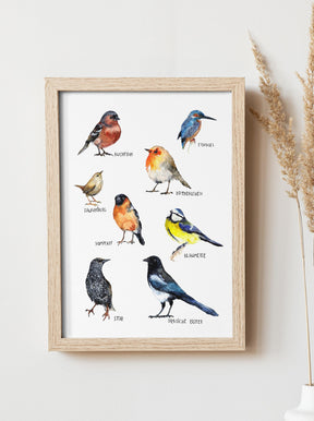 Poster für Vogelfreunde mit den wichtigesten Vogelarten aus Europa, Buchfink, Eisvogel, Rotkehlchen, Zaunkönig, Blaumeise, Diebische Elster, Star und Dompfaff. Optimales Lernposter für Tierfreunde